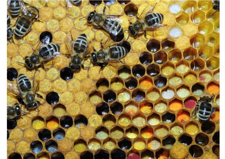 Photo pollen in beehive