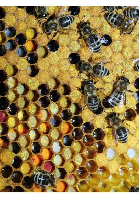 pollen in beehive