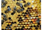 Photos pollen in beehive