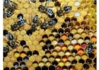 pollen in beehive