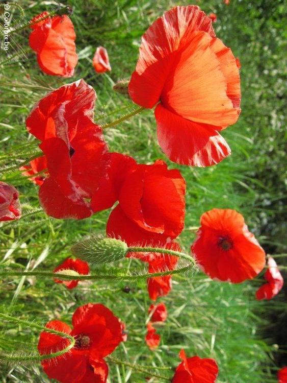 poppies 3