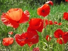 poppies 3