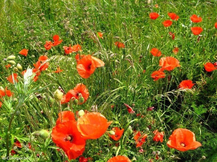 Photo poppies