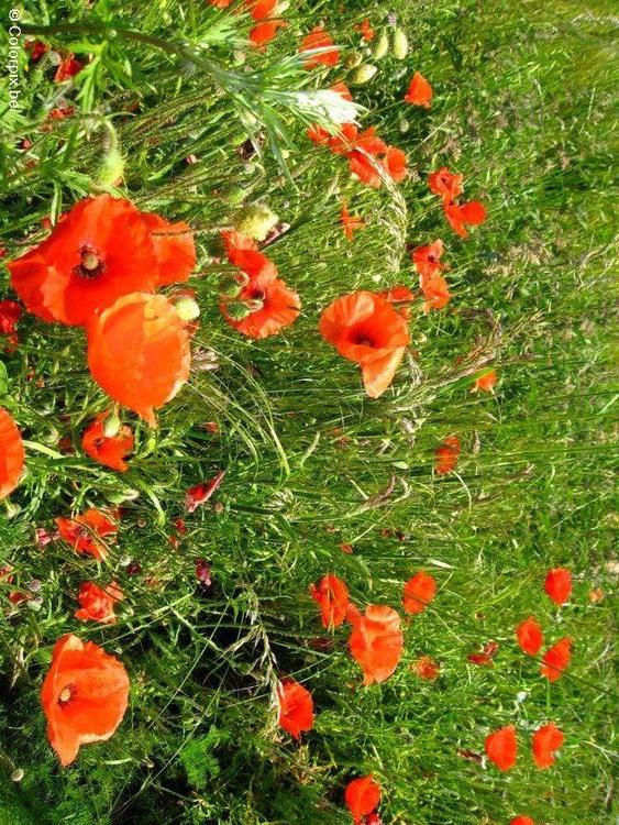 poppies