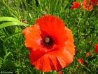 Photos poppy 2