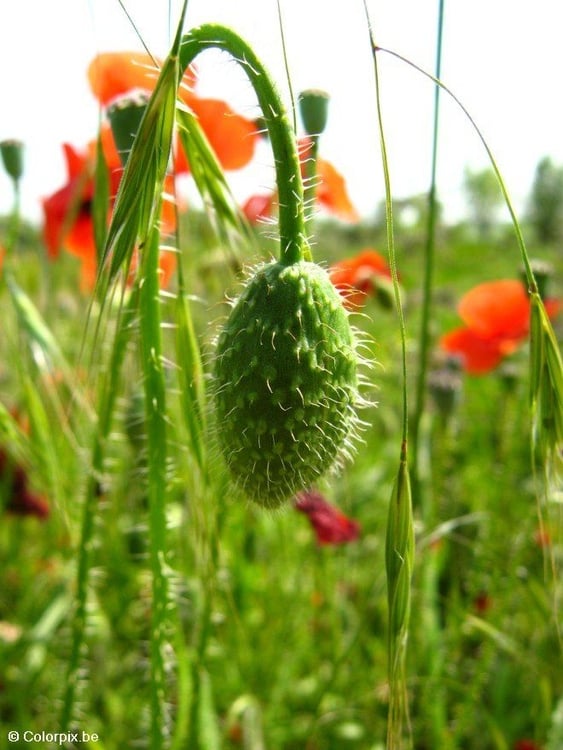 Photo poppy bud 2