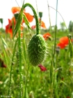 Photo poppy bud 2