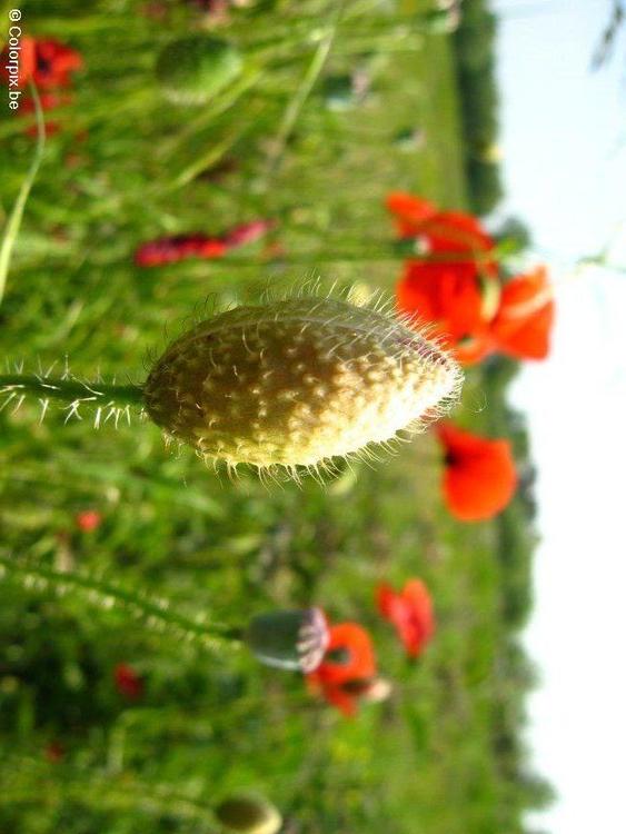 poppy bud