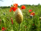 poppy bud