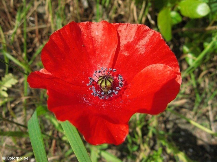 Photo poppy