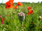 poppy seedbox