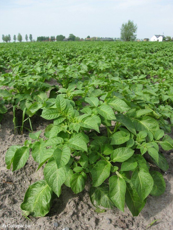 Photo potato plant