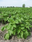Photos potato plant
