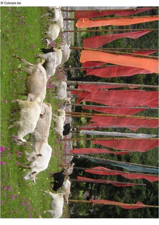 prayer flags 2