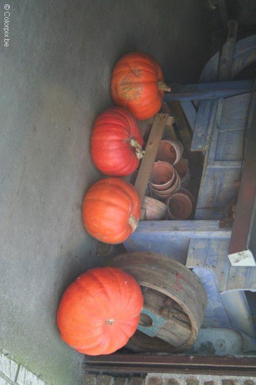 pumpkins