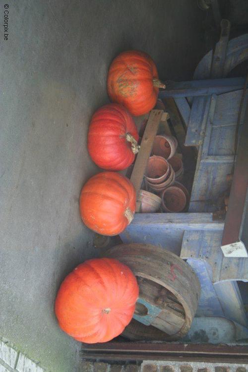 pumpkins