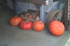 Photo pumpkins
