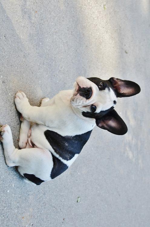 puppy - French bulldog