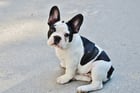 Photo puppy - French bulldog