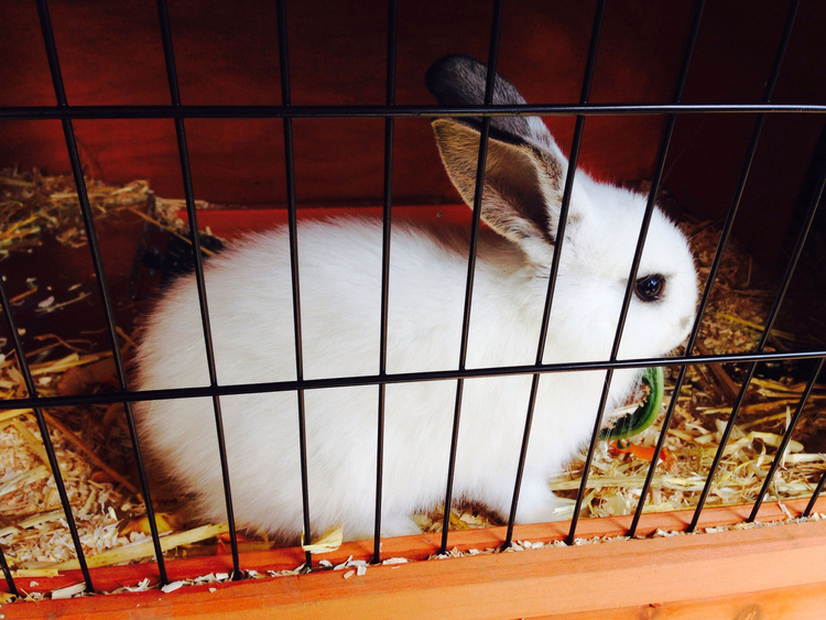 Photo rabbit in a cage