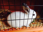 Photo rabbit in cage