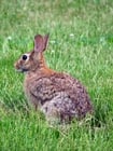 Photos rabbit