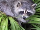 Photos racoon