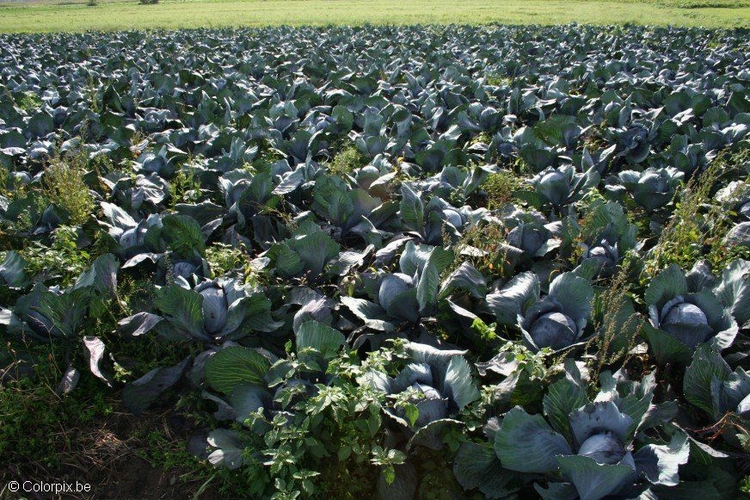 Photo red cabbage