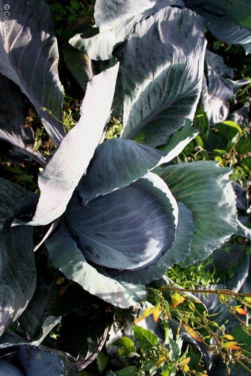 red cabbage