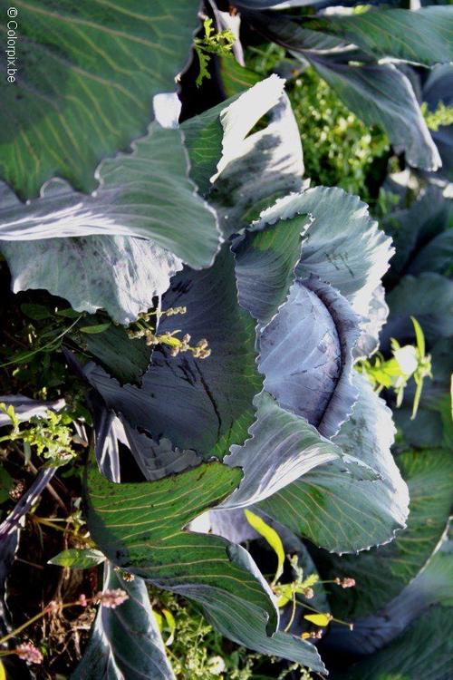 red cabbage