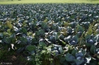 Photo red cabbage