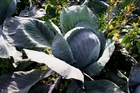 Photo red cabbage