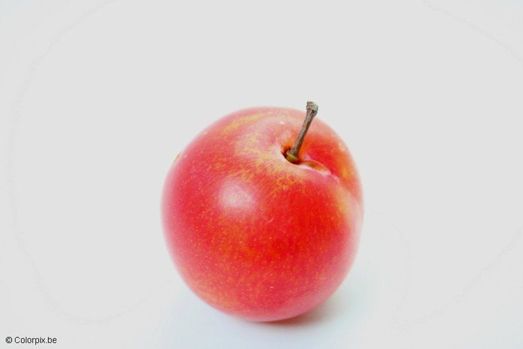 Photo red plum