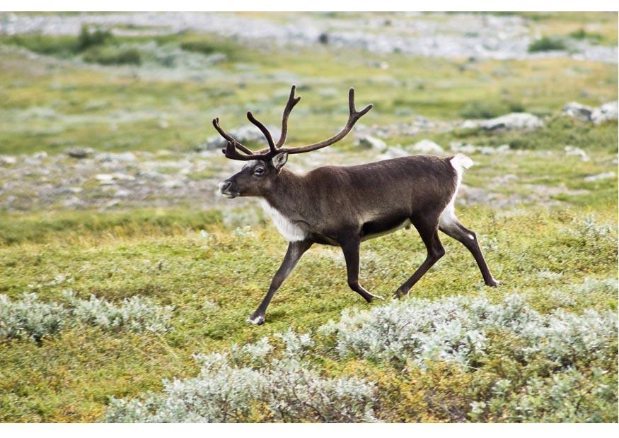 Photo reindeer