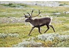 Photos reindeer
