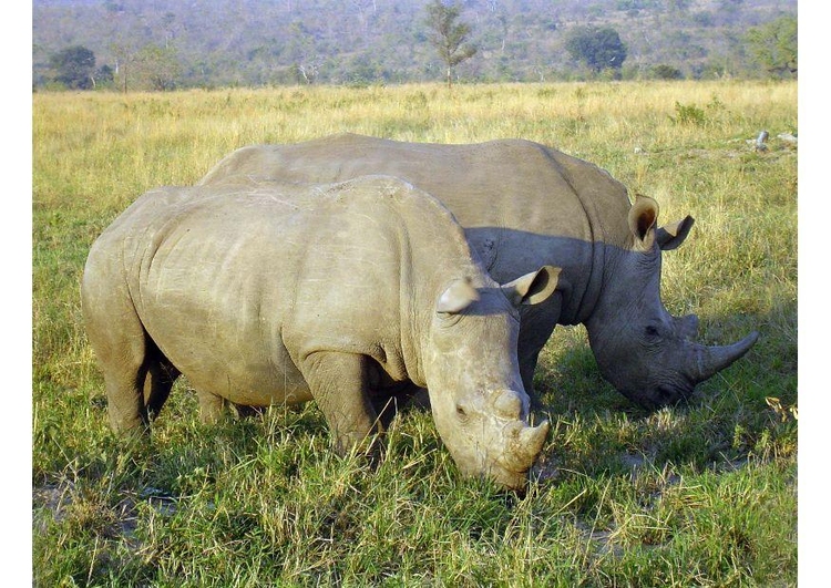 Photo rhino