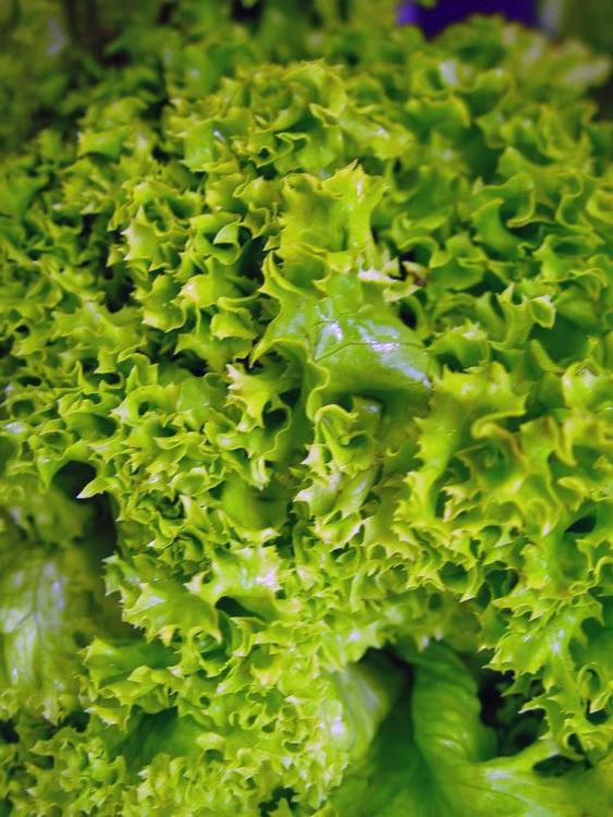 salad - lettuce