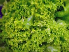 Photo salad - lettuce