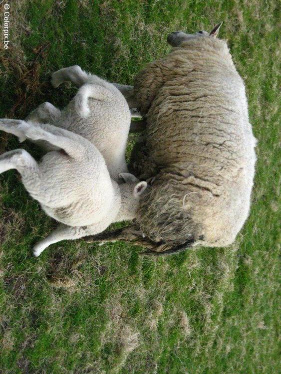 scheep with lamb