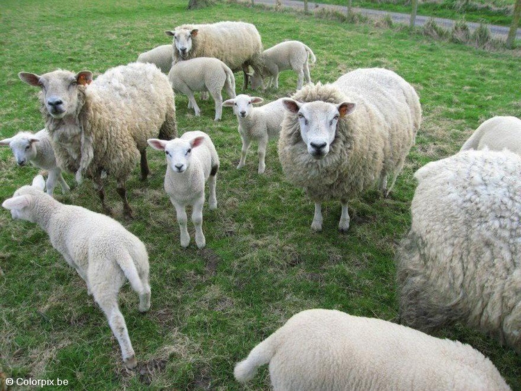 Photo scheep with lambs