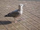 Photo sea gull 2