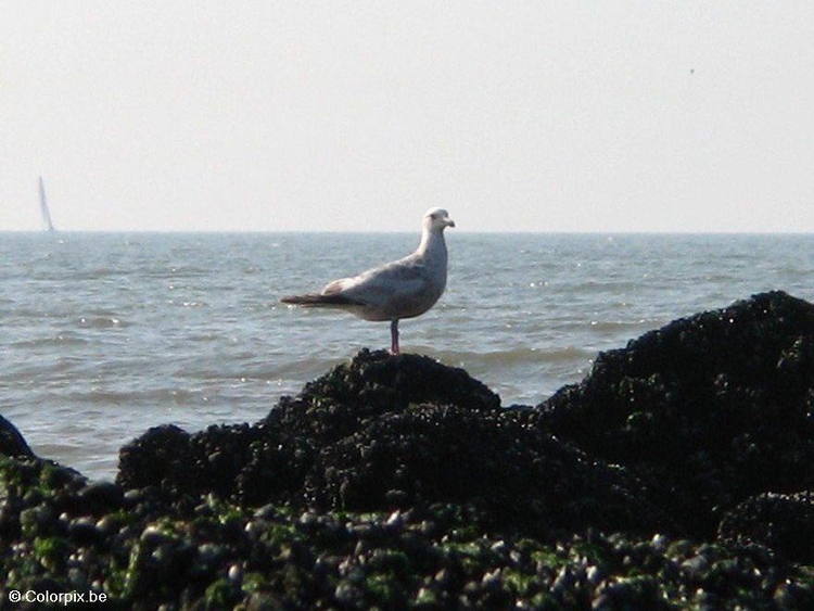 Photo sea gull