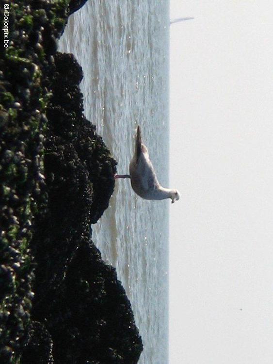 sea gull