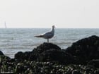 sea gull