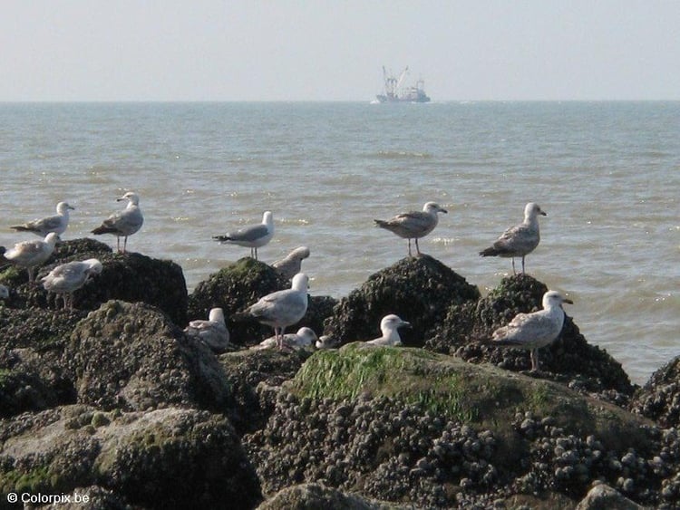 Photo sea gulls 3