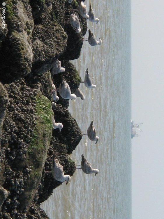 sea gulls 3