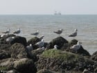 sea gulls 3