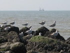 Photo sea gulls 3