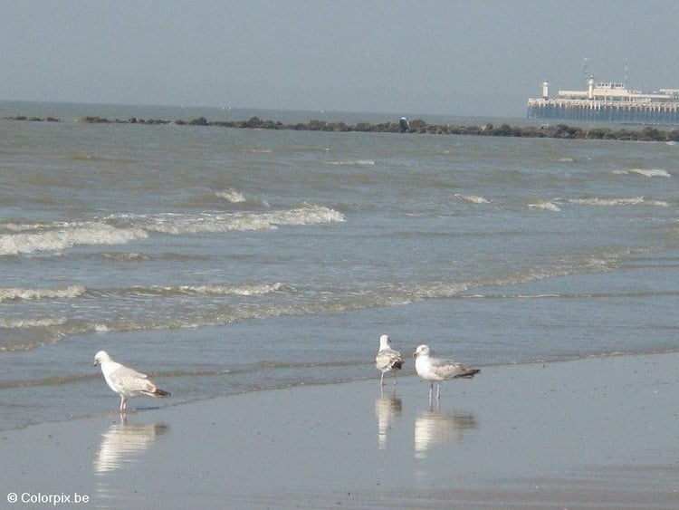 Photo sea gulls 4