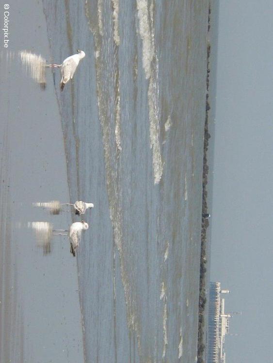 sea gulls 4
